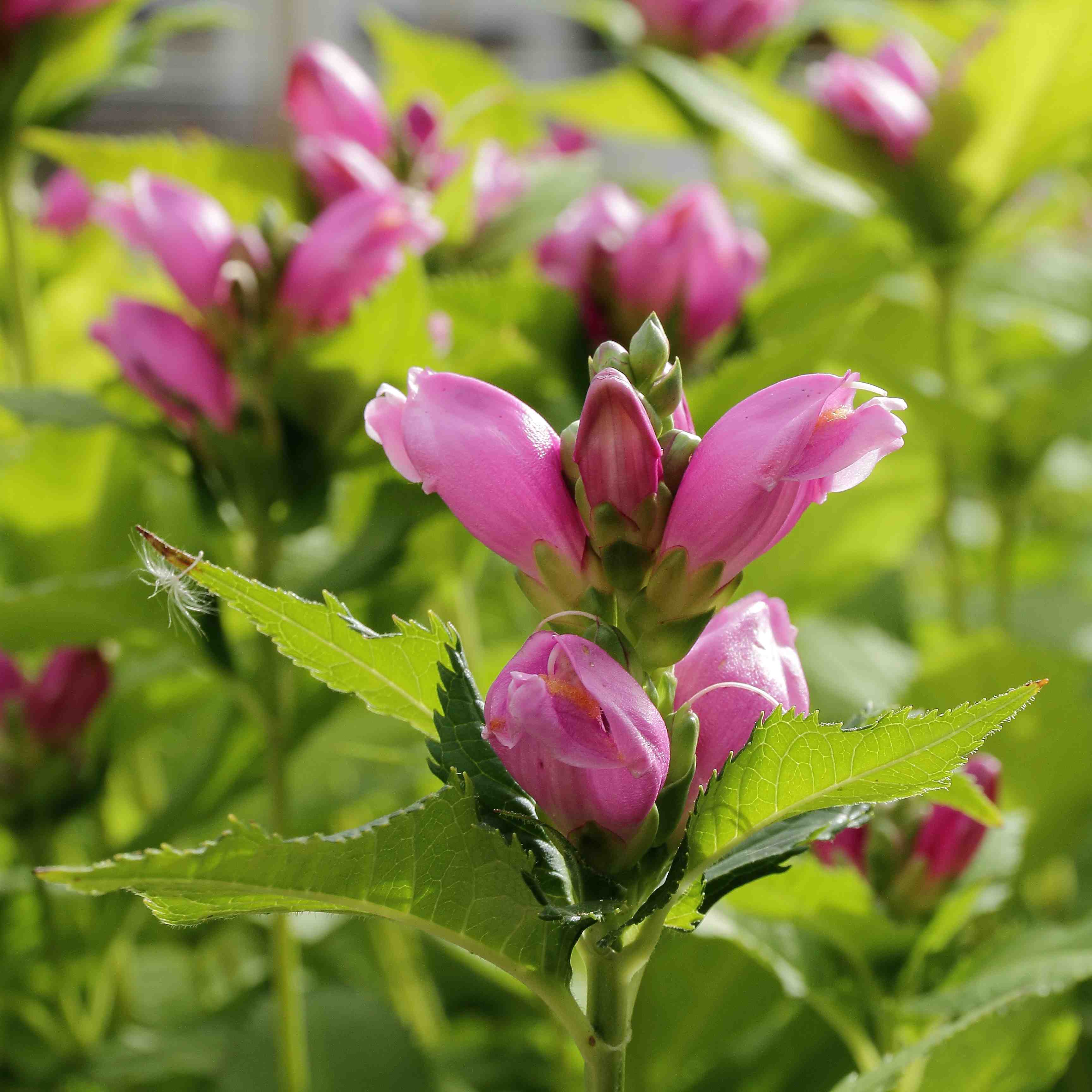 Chelone obliqua ´Pink Templation´