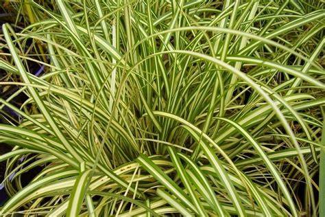 Carex oshimensis ´Maxigold´