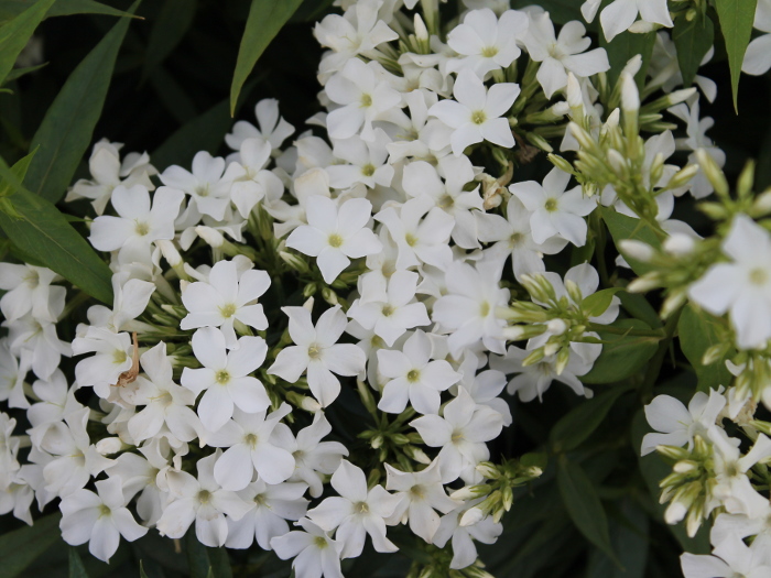 Phlox paniculata ´Early White´