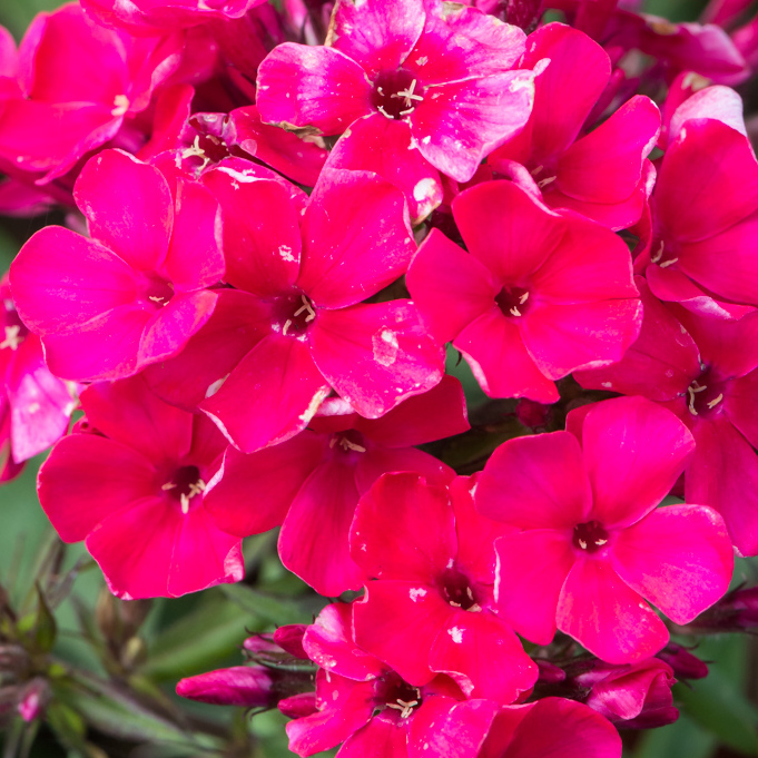 Phlox paniculata ´Early RED´