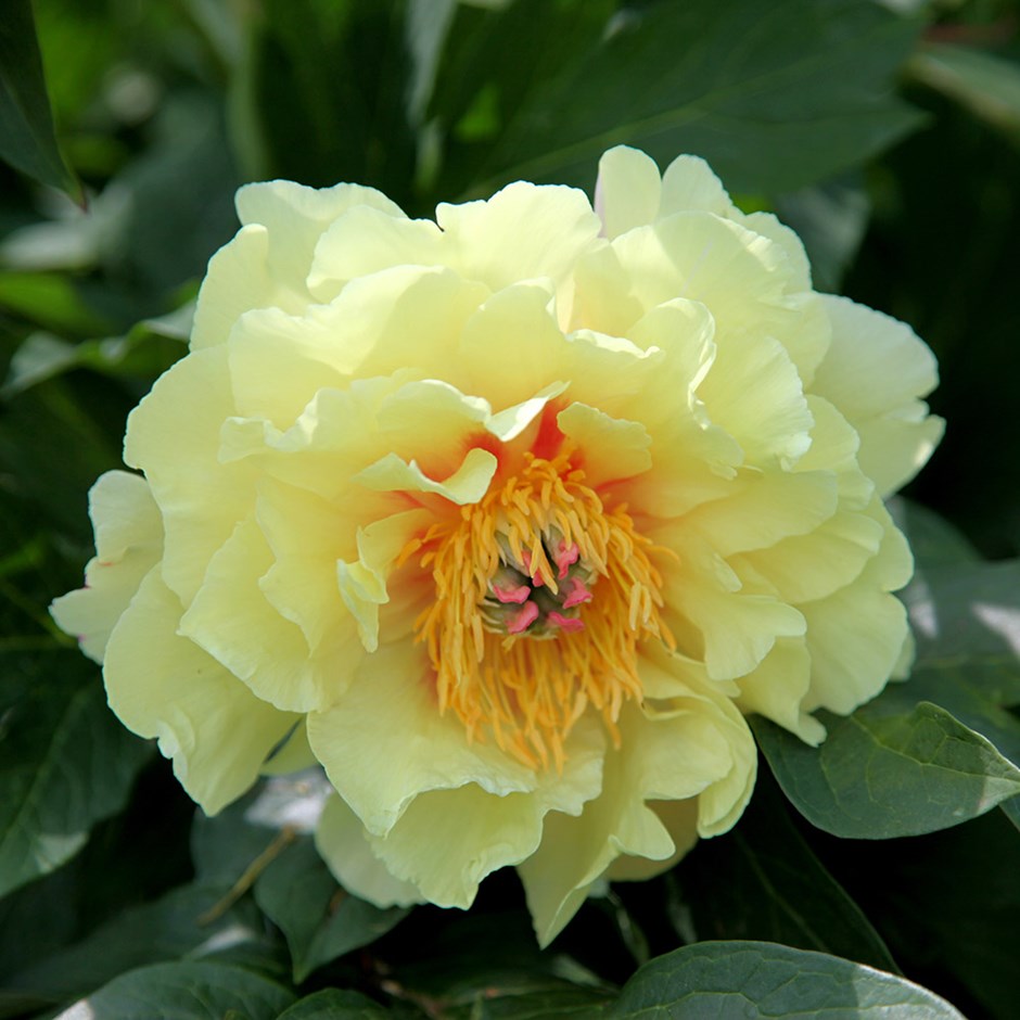 Paeonia ´Bartzella´