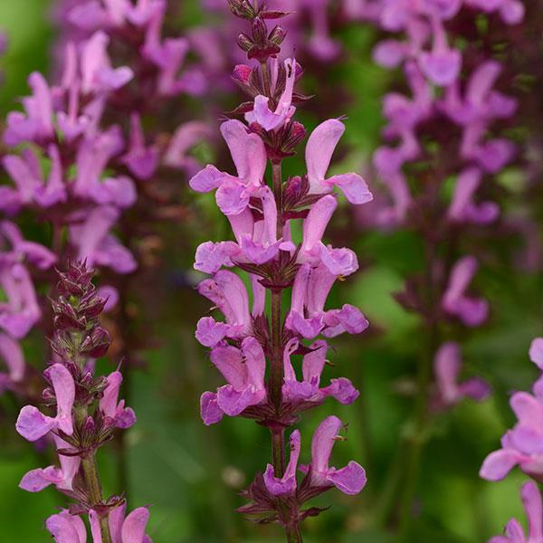 Salvia nemorosa ´Midnight Rose´