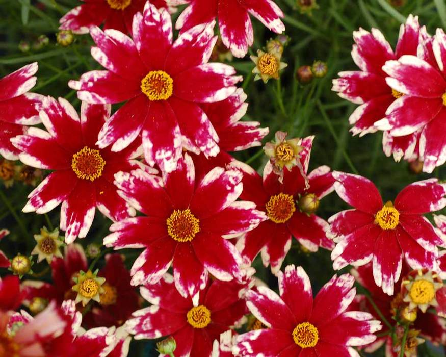 Coreopsis verticillata ´Ruby Frost´
