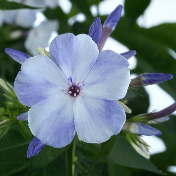 Phlox paniculata ´Flame Marine´