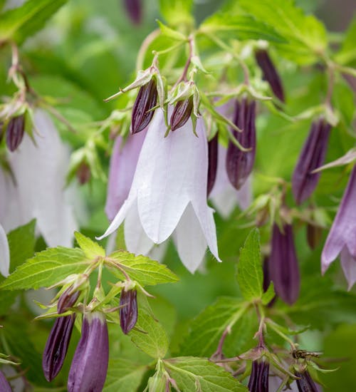 Campanula ´Iridescent Bells´