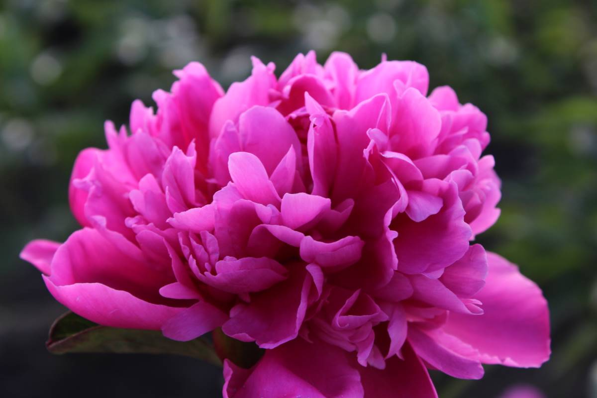 Paeonia ´Amabilis´