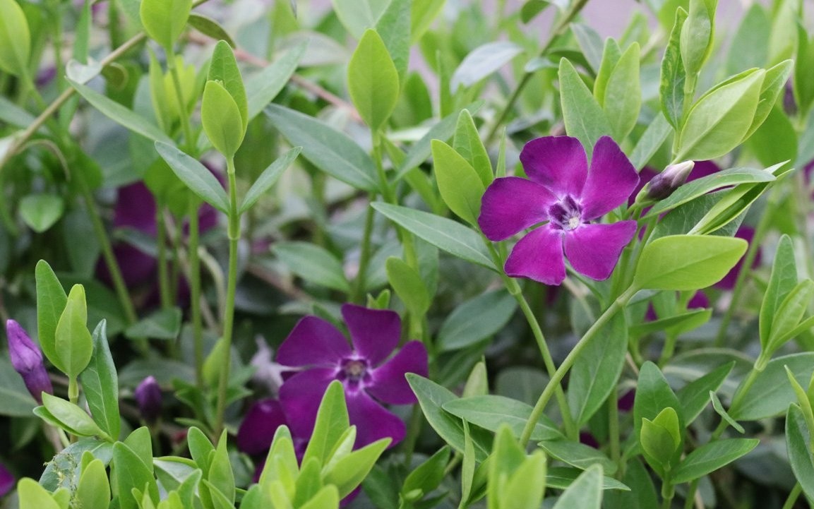 Vinca minor ´Verino´