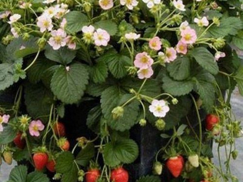 Fragaria x ananassa Roman F1 Pink