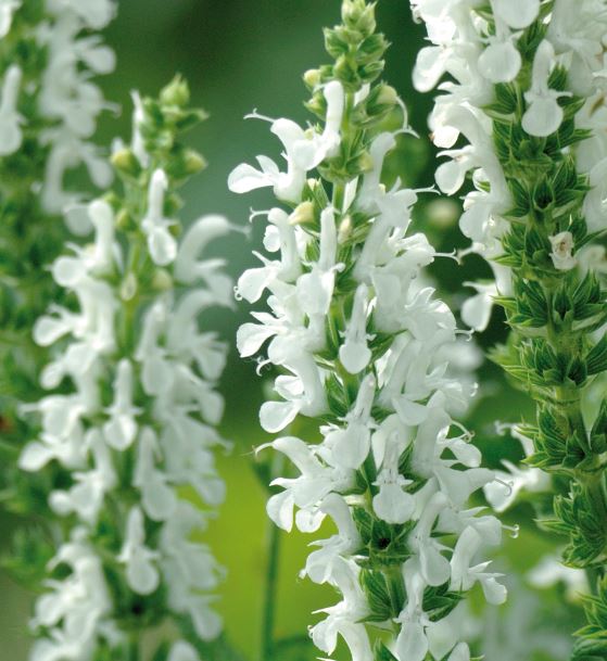 Salvia nemorosa ´Synchro White´