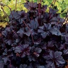 Heuchera ´Rex Black´