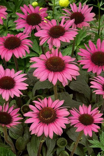 Echinacea ´Meditation Pink´