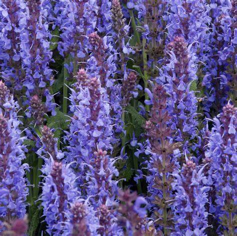 Salvia nemorosa ´Blauhügel´