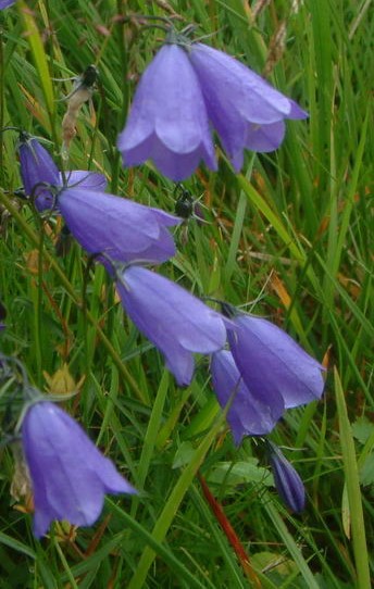 Campanula bohemica