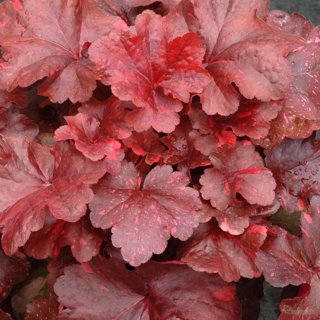 Heuchera ´Galaxy´