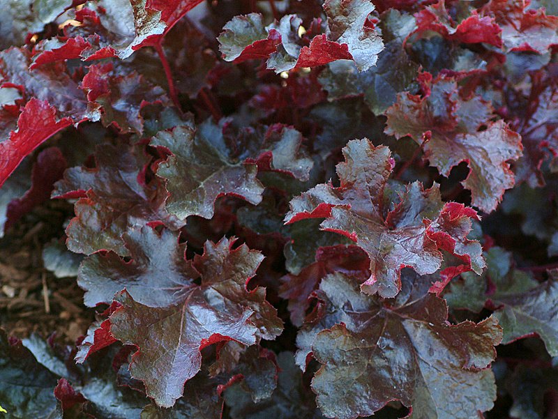 Heuchera ´Black Beauty´