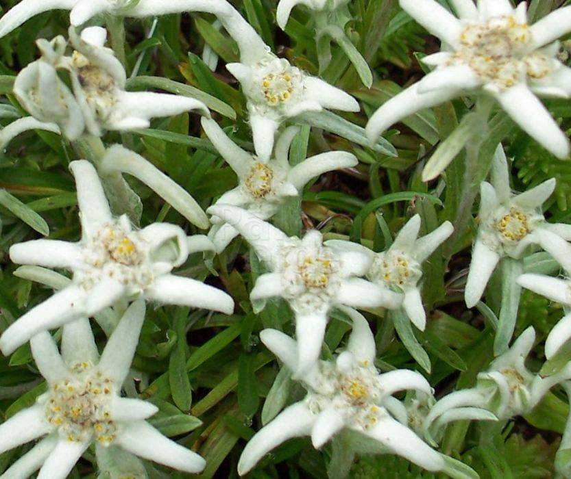 Leontopodium alpinum ´Edelweiss´