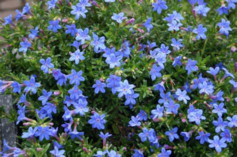 Lithodora diffusa ´Compact Blue´