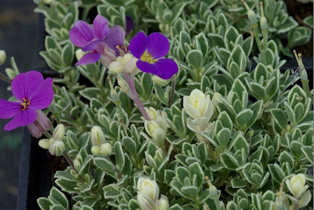 Aubrieta hybrida ´Variegata´