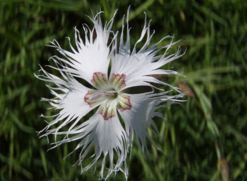 Dianthus arenarius subsp. bohemicus