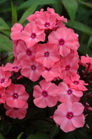 Phlox paniculata ´Sw. Sum. Compact Orange Rose With Eye´