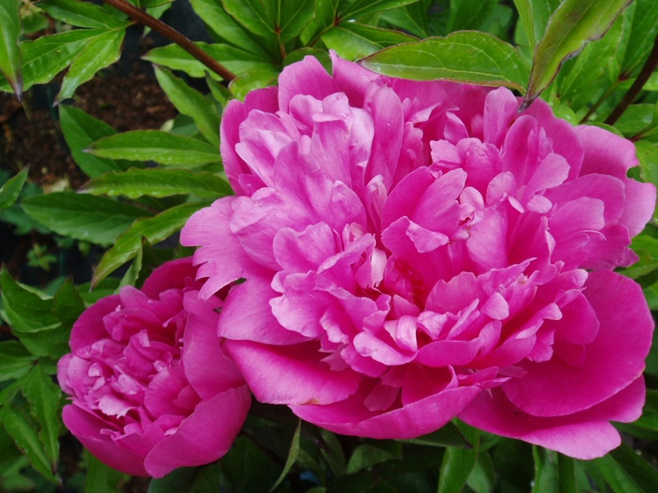 Paeonia lactiflora ´Edulis Superba´