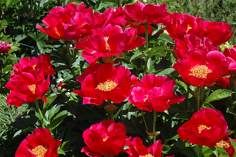 Paeonia ´Blaze´