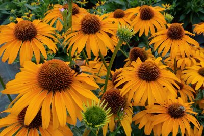 Echinacea ´Honey Skipper´