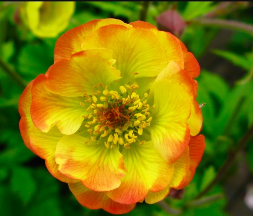 Geum hybridum ´Coctail Tequila Sunrise´