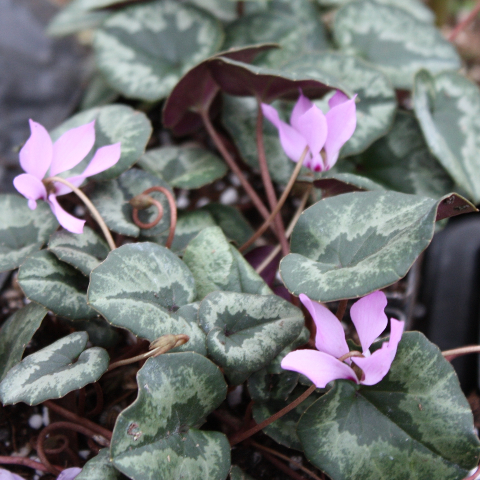 Cyclamen cilicium