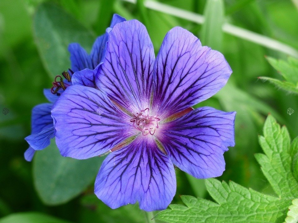 Geranium wallichianum ´Buxton Blue´