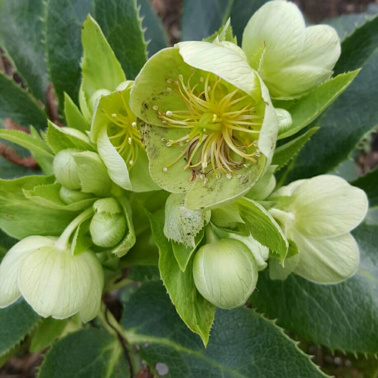 Helleborus hybrida ´Silver Lace´