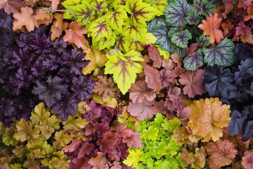 Heuchera ´Mix sort´