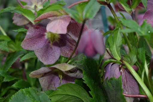 Helleborus orientalis ´Ballards Hybrids´