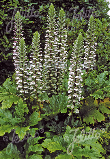 Acanthus mollis