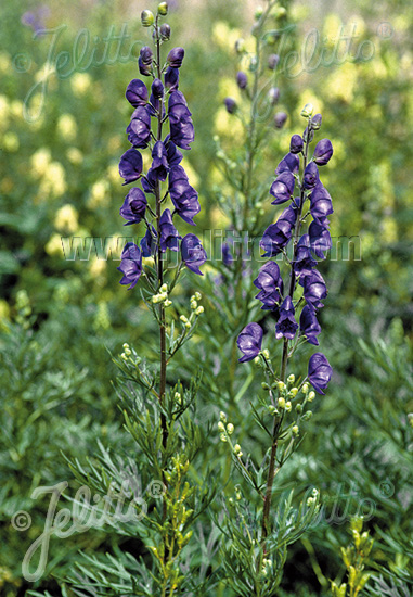 Aconitum napellus