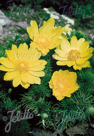 Adonis vernalis