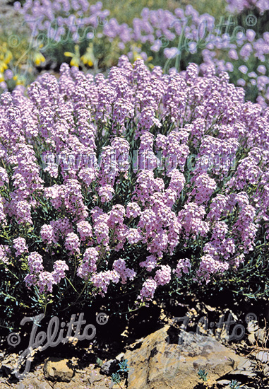 Aethionema grandiflorum