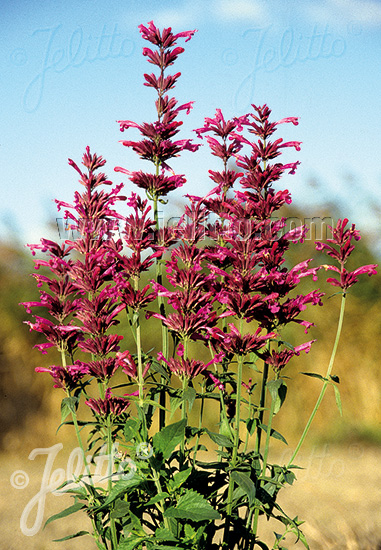 Agastache mexicana ´Sangria´