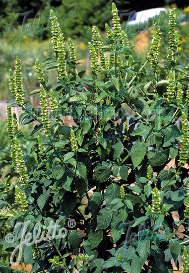 Agastache nepetoides