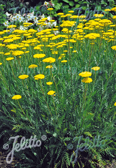 Achillea filipendulina ´Cloth of Gold´