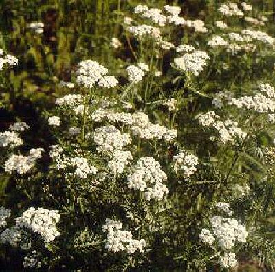 Achillea millefolium