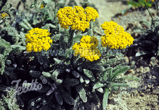 Achillea tomentosa ´Aurea´