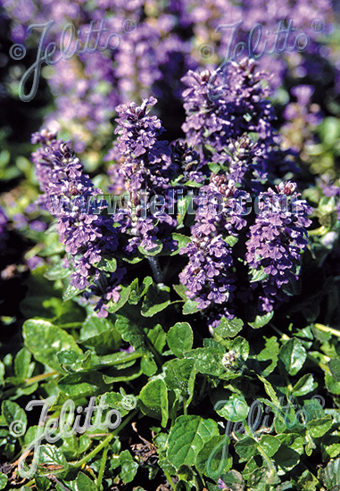 Ajuga reptans