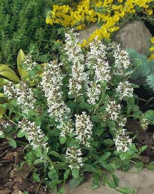 Ajuga reptans ´Alba´