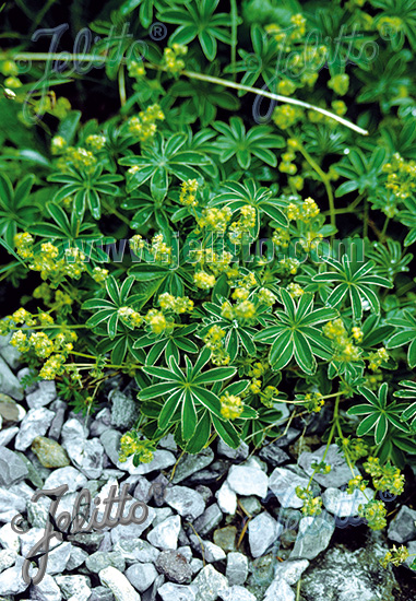 Alchemilla alpina