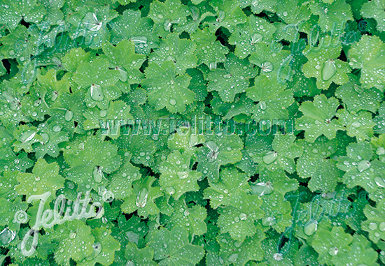 Alchemilla mollis ´Select´