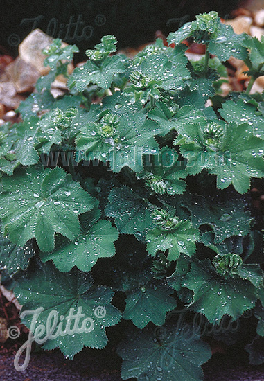 Alchemilla mollis ´Thriller´