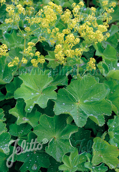 Alchemilla xanthochlora