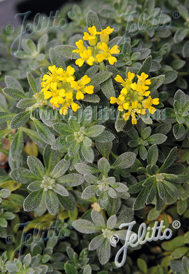 Alyssum cuneifolium