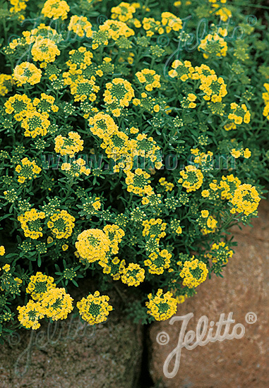 Alyssum montanum ´Mountain Gold´